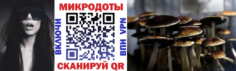 где можно купить   Валдай  Псилоцибиновые грибы Psilocybe 
